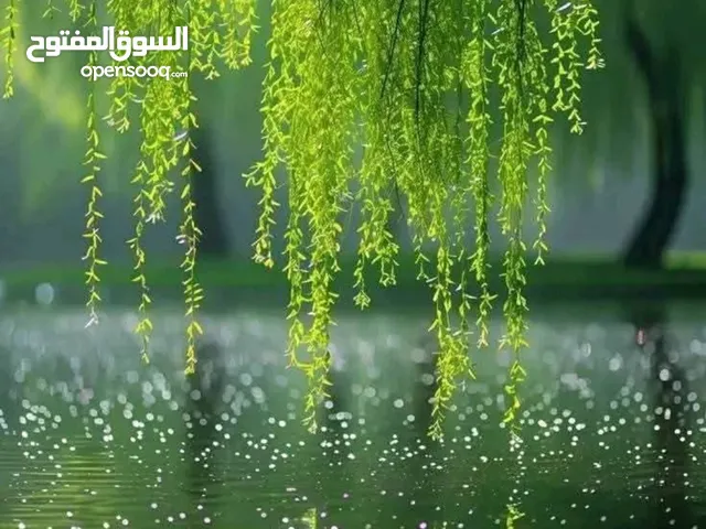 ..للبيع اقصاد دفعه 1000 شهري 250 بتطلع 22 الف بدون بنوك من راسي لراسك تنازل ورهن وكمبيالات وكفيلين