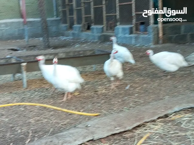 دياي خيبر ابيض ساده منتج