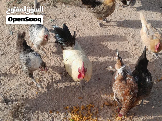 دجاج ربي يبارك الدجاج النطيف