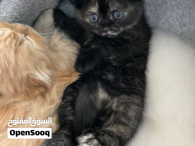 انثى سكوتش فولد