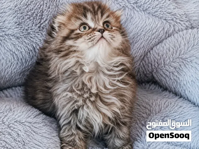 الجمال عدى الكلام شوفولي المستوى سكوتش  لون نادر بسعر مناسب جدا  جمجمه عريضه عيون فيروزي أطراف قصيره