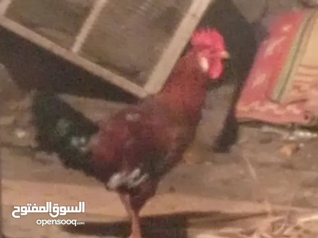 ديج عربي لبيع