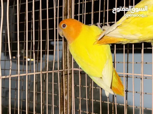 مجموعه ببغاوات للبيع روز و بادجي الوصف مهم