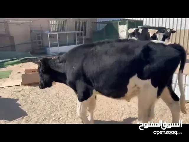 عجول  ذكوره العدد 3 العمر فوق سنه