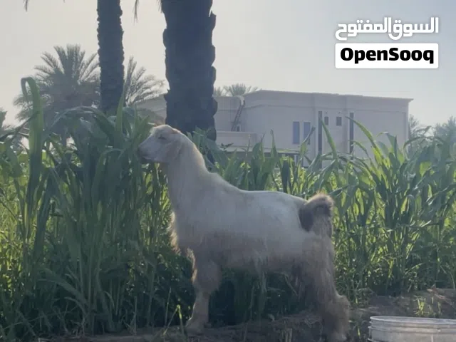تيس جامودي نضيف أليف مايخاف مشاء الله سمين والعمر 8او9 اشهر سمين مشاء الله تيس مامخصاي