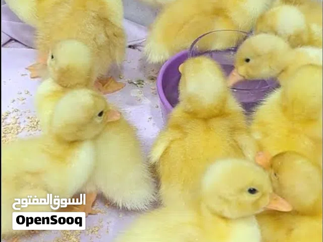 اقتني صيصان البط جميل ومرح