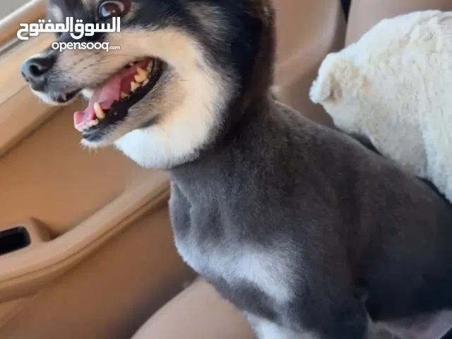 كلب بمرينين للبيع السبب لا أملك عيشه مناسبه له