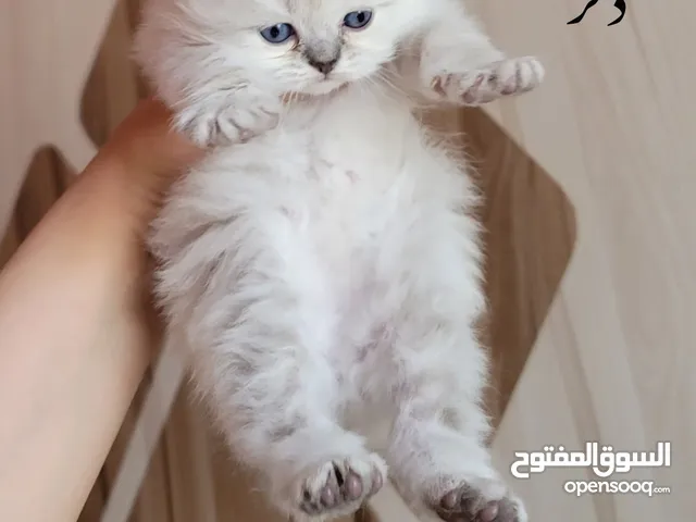 حيوانات للبيع