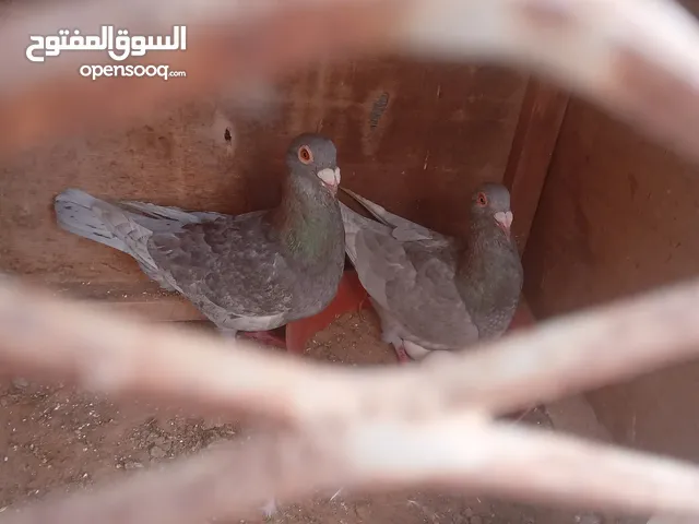 كوبية زاجل مصوقره بي اذن الله تحته دحي السعر 100 مكان تاجوراء