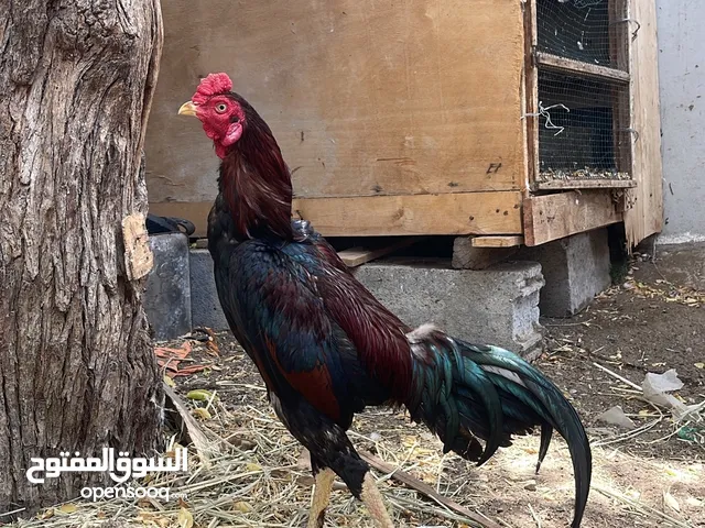 طير تايلندي سندي طير جاهز