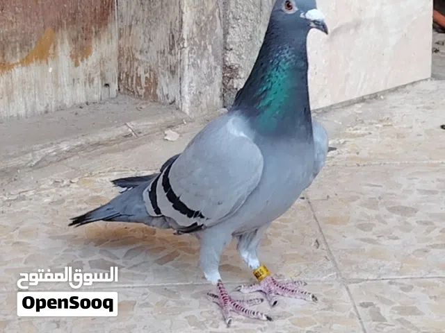 زاجلية موديل 2019
