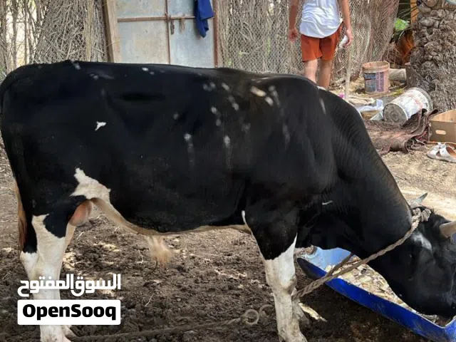 ثور نمساوي للبيع