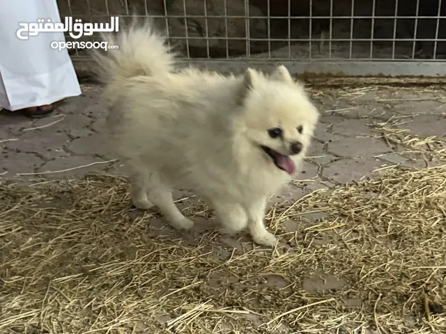بيع مستعجل Pomeranian dog