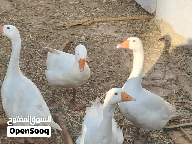 3 وزات للبيع تربيه بيتي
