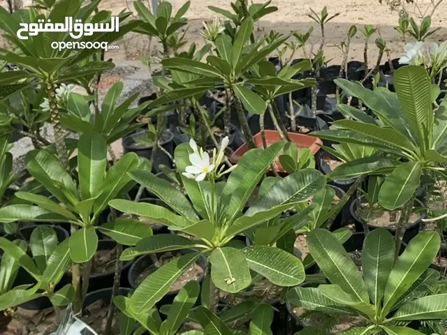 مشتل زراعي