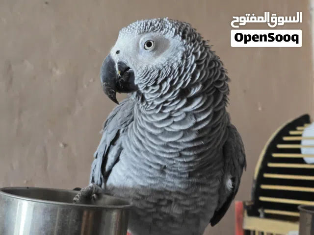 ببغاء كاسكو متكلم خط اول دبل سوبر جامبو