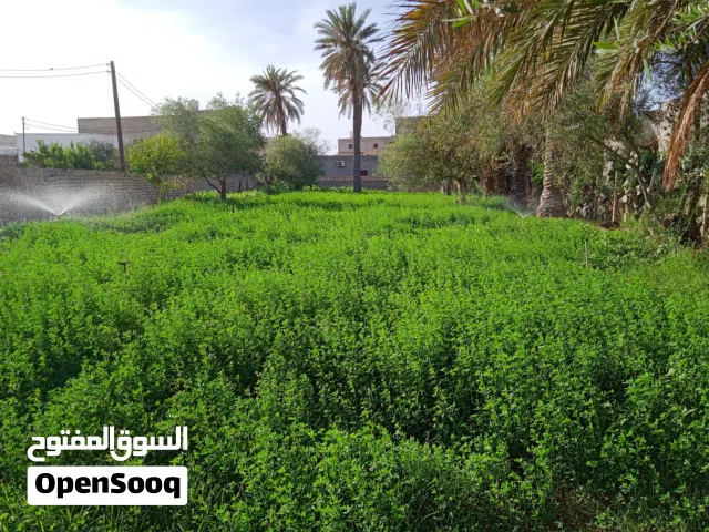 صفصفة خضراء جاهزة للحصادة للتربيط والبيع