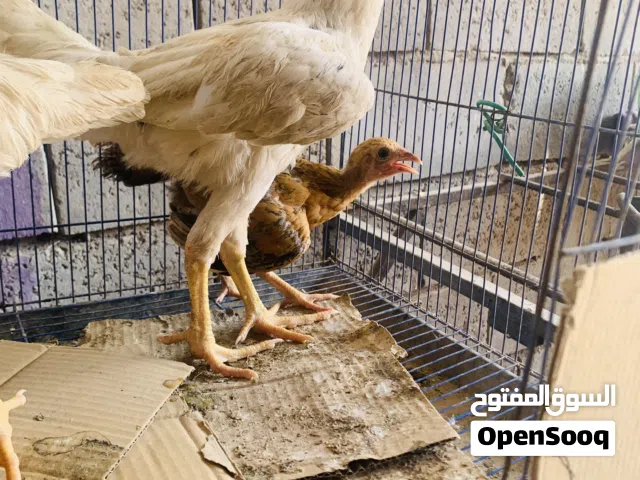 دجاج عرب 3 هرافي حلوات وديج كويتي وياهن