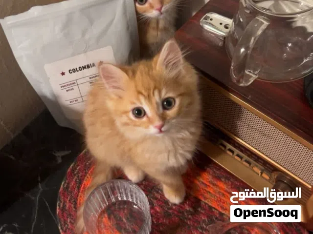 للبيع قطاوه جميله جدا
