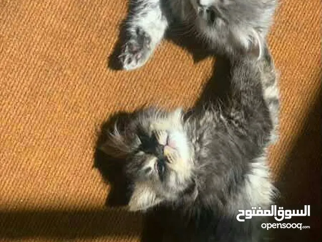 قطط للبيع$