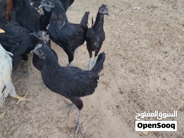 للبيع على المجموعه طقه وحده سود فقك