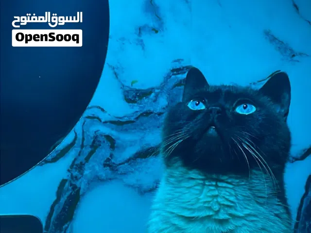 قطه همالايا جميله للبيع