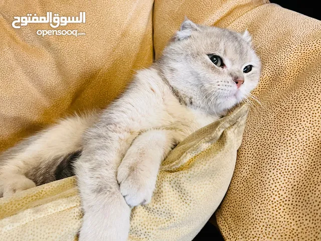 قط سكوتش بريطاني للبيع