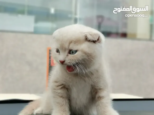 Scottish fold pure breed available