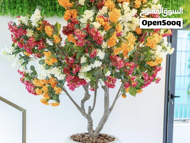 استديو للايجار في مدينة الزاويه شارع المنقع 200 متر امتداد فندق الانوار  عائلات فقط