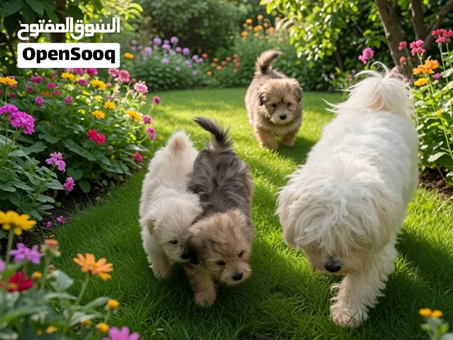 للبيع مالتيز بيور Maltese Pure