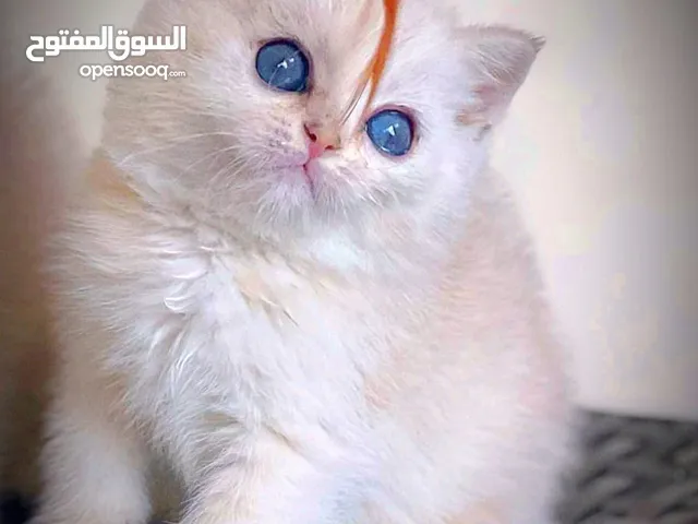 Scottish beige with blue eyes