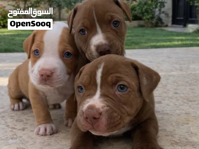 red nose pitbulls