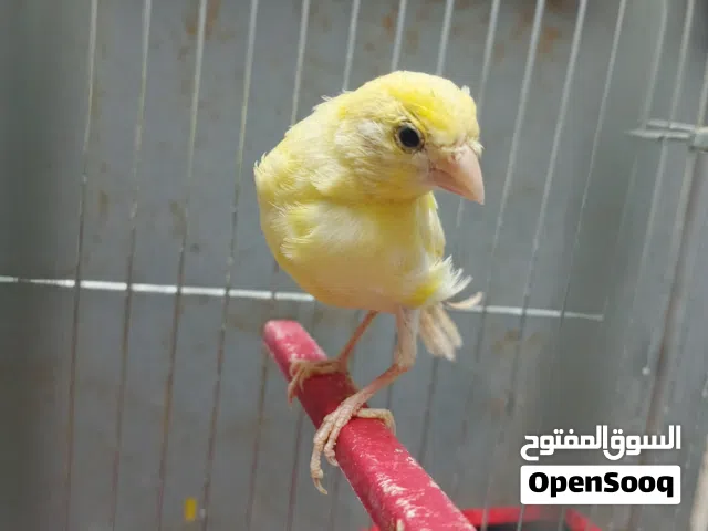 كنار فحل عمر اربع اشهر بشربك للبيع الزرقاء الاوتوستراد