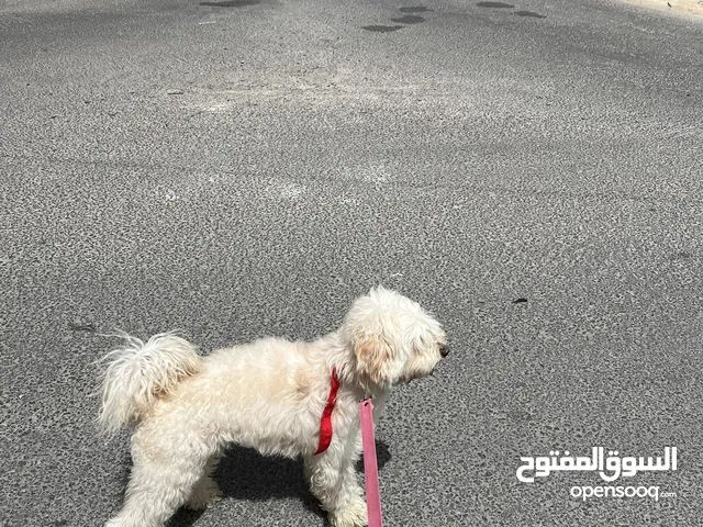 كلب ملتيبو