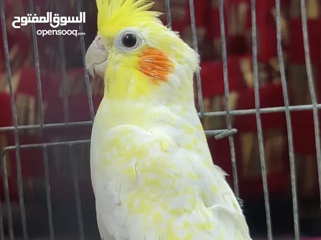 جوز كوكتيل للبيع