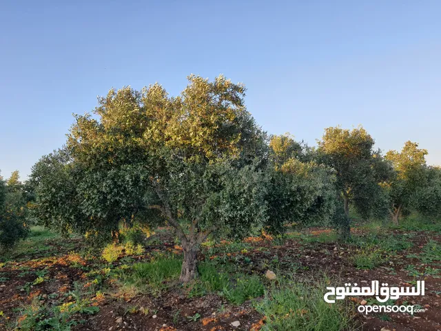مزرعة زيتون بلدي للبيع ضمن حبراص