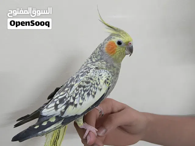 للبيع كوكتيل متعلم