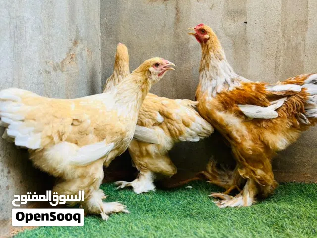 كوبية ليموني طوق أبيض الله يبارك العمر خمسة شهور