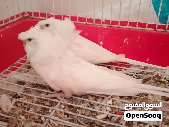 مجموعة طيور للبيع