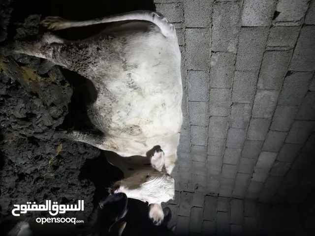 عجول للبيع