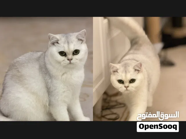 انثى ns11 مستواها جميل جدا