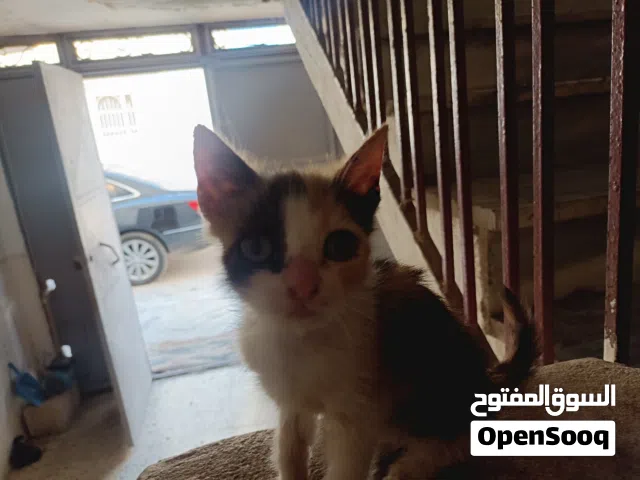 انقذت هذي القطتان بلديتان  وهما معروضتان للتبني