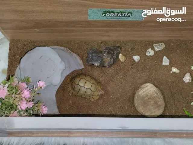سلحفاه ذكر