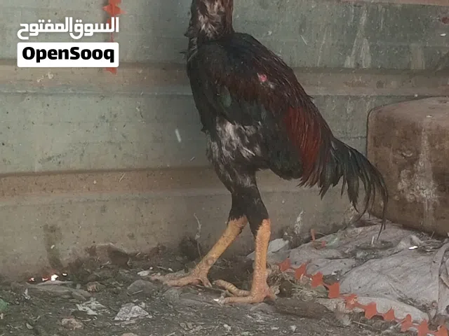 ديك باكستاني خشن تب التب