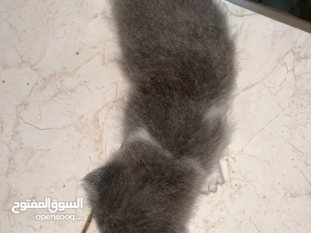 جميل العبادي