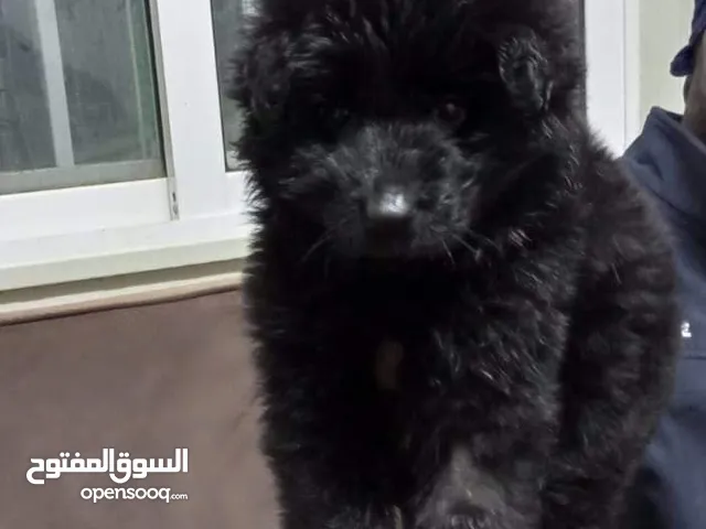 موقع #1 لبيع الكلاب في الأردن : كلب جيرمن شيبرد للبيع : هسكي : بيتبول : جرو