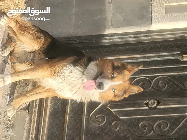 كلب جرمم معا هاسكي