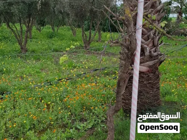 مزرعة للبيع ناحية بنسلمان