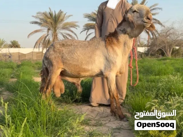 اضاحي تربية