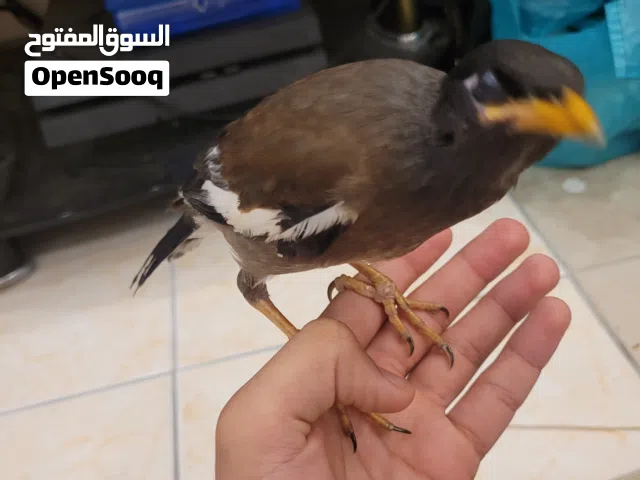 myna bird tumd